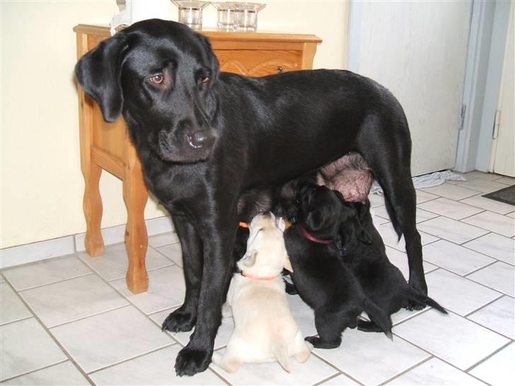 Labrador retriever Chili Sunborn FIFI - Av i har fået tænder... billede 18