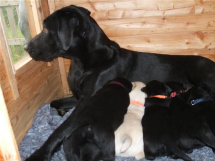 Labrador retriever Chili Sunborn FIFI - Selv om hvalpene skal have mad skal man jo holde øje med hvad der sker... billede 19