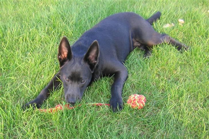 Australsk kelpie Diesel billede 10