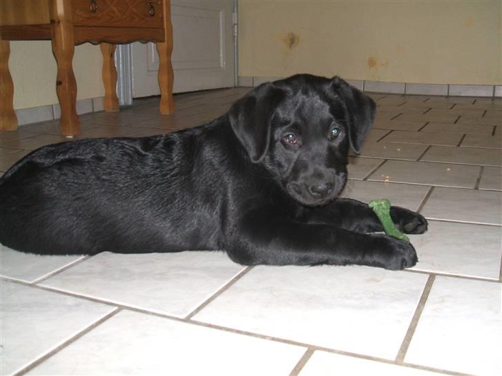 Labrador retriever Fifi Sunshine Anja Anna - Anna i gang med sit kødben billede 1