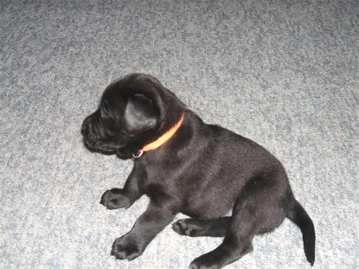 Labrador retriever Fifi Sunshine Anja Anna - Anna alene i verden.. billede 2