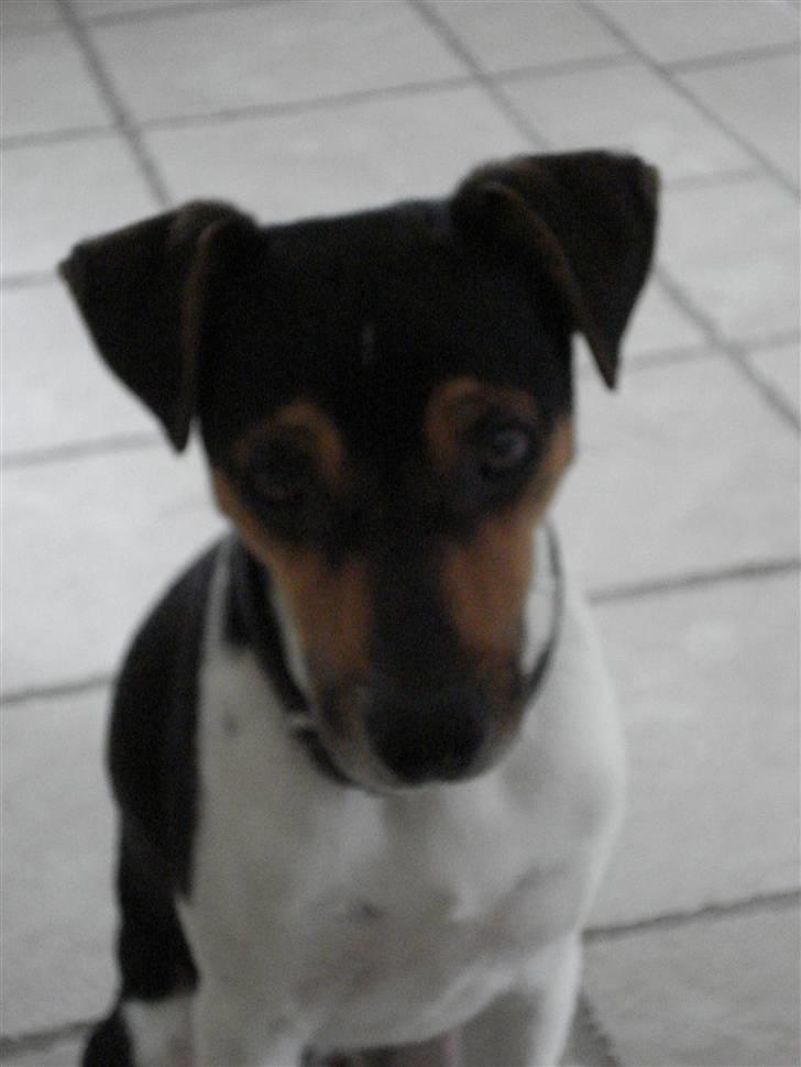 Dansk svensk gaardhund Felix billede 1