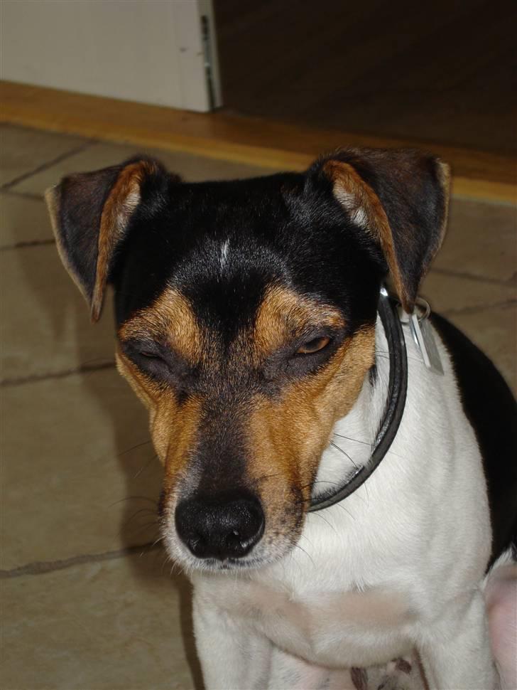 Dansk svensk gaardhund Felix billede 2