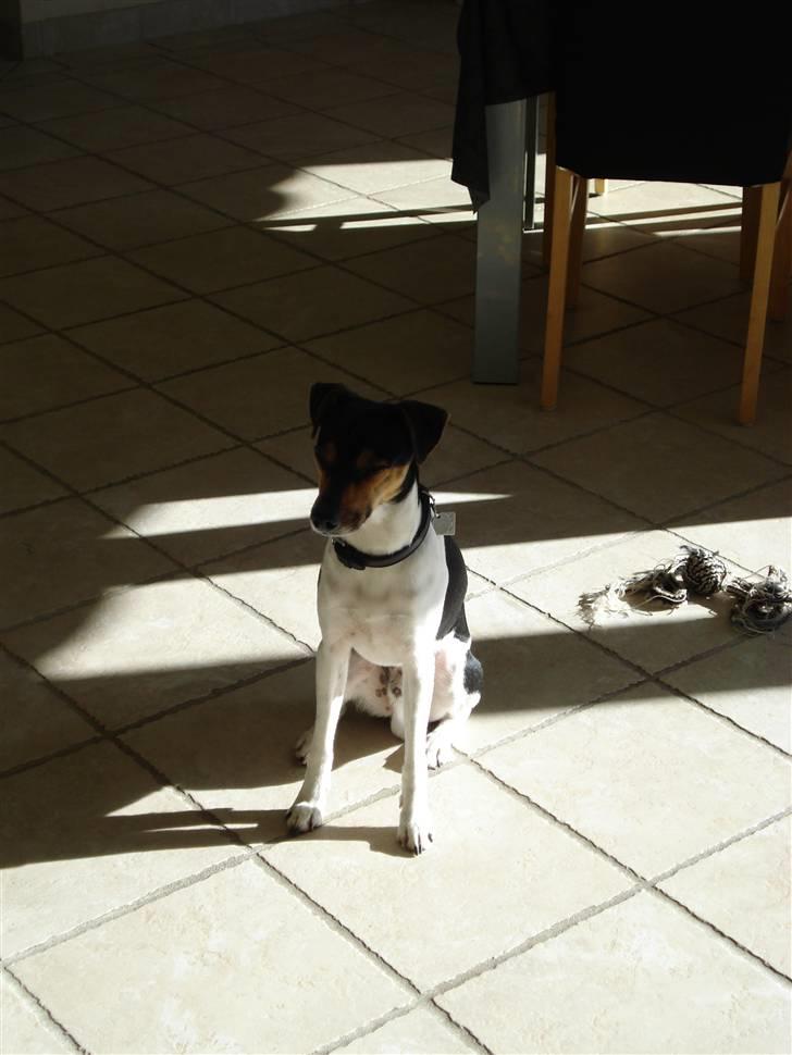 Dansk svensk gaardhund Felix billede 3