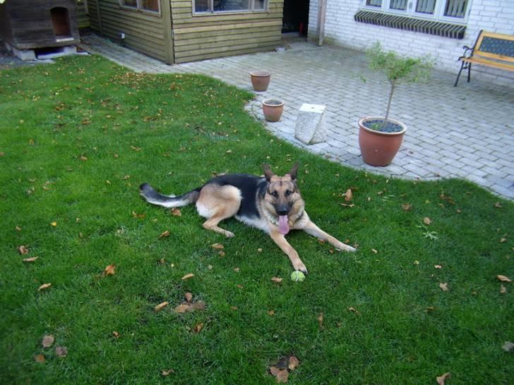 Schæferhund Beckie billede 1