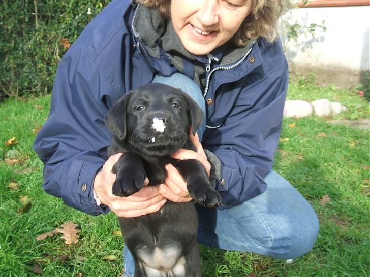 Labrador retriever Fifi Sunshine Anja Anna - Puha den due fælder altså.. billede 3