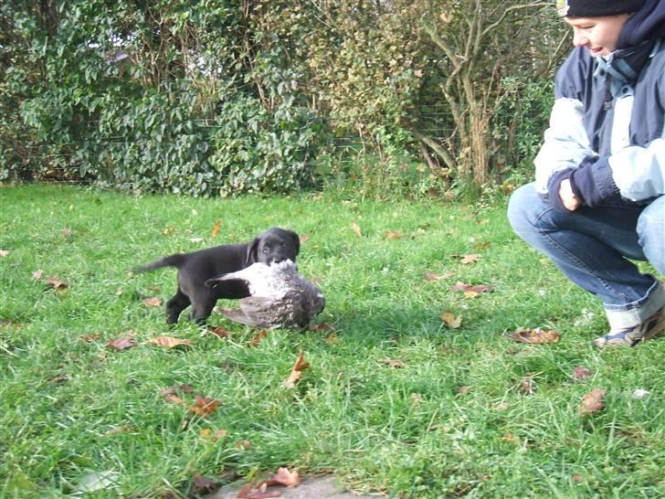 Labrador retriever Fifi Sunshine Anja Anna - se mor jeg har fanget en duuuue billede 4