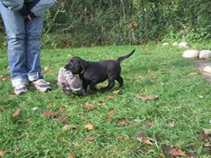 Labrador retriever Fifi Sunshine Anja Anna - Jeg skal helt hen til mor med den billede 5
