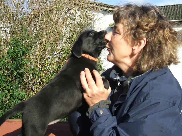 Labrador retriever Fifi Sunshine Anja Anna - KYSSSSS billede 6