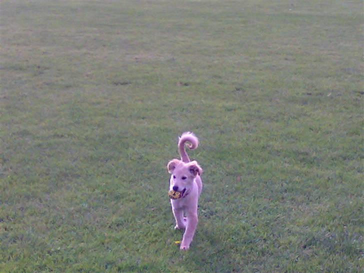 Blanding af racer Maggie billede 2