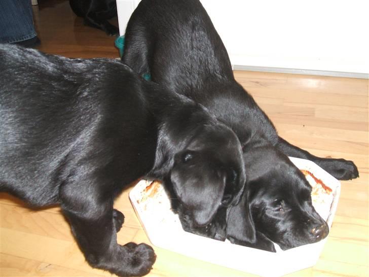 Labrador retriever Fifi Sunshine Anja Anna - nammmm lasange... billede 7
