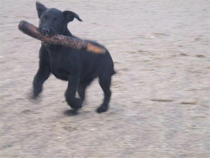 Labrador retriever Fifi Sunshine Anja Anna - Afsted det går.. det er lige før jeg flyver billede 8