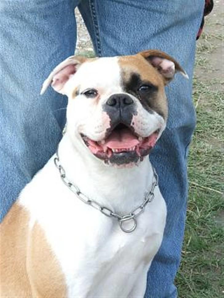 Amerikansk bulldog nanny fine ( fie) billede 5
