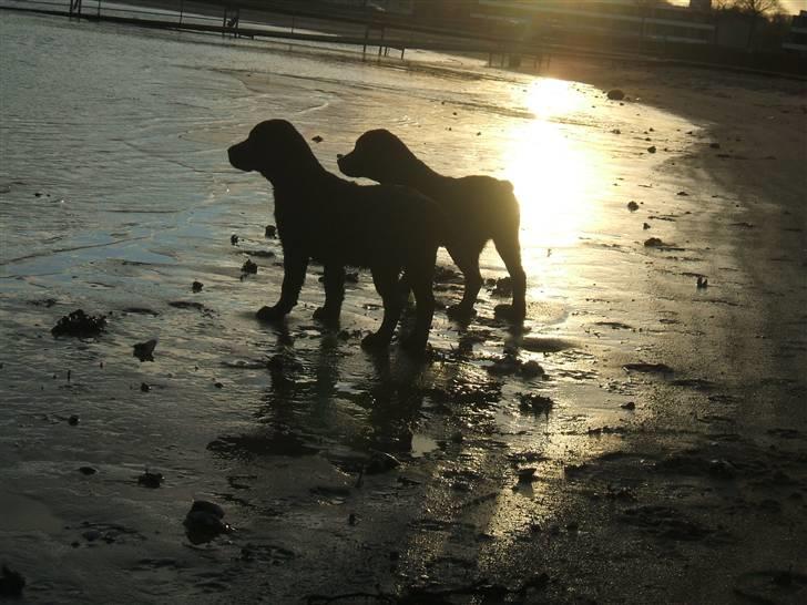 Labrador retriever Fifi Sunshine Anja Anna - Anna og hendes søster Aiko er model for Kennel Fifi Sunshine´s Logo  billede 9