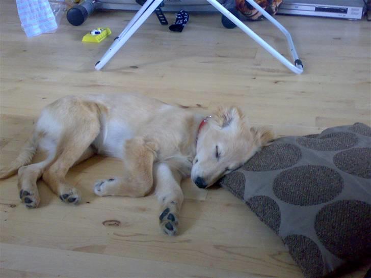 Blanding af racer Maggie billede 3