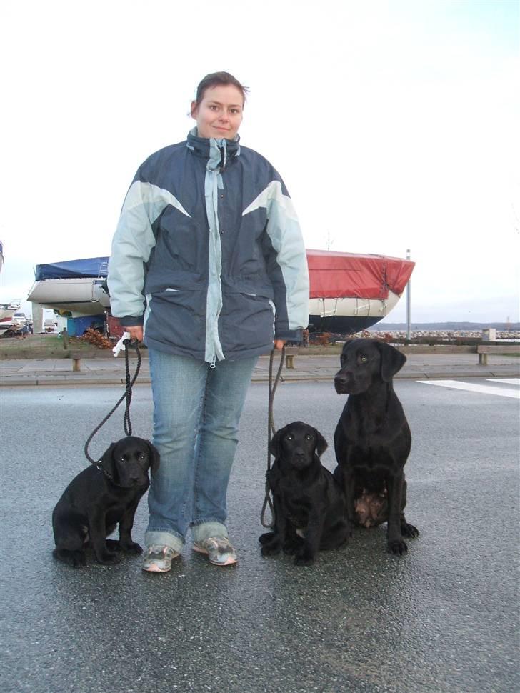 Labrador retriever Fifi Sunshine Anja Anna - En træt Anna med sin mor og søster efter strand tur billede 10