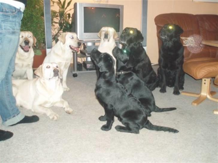 Labrador retriever Fifi Sunshine Anja Anna - Her er jeg med hele min familie.. billede 11