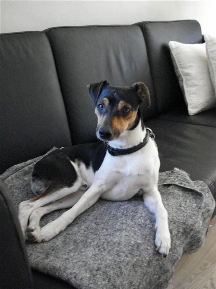 Dansk svensk gaardhund Felix billede 4