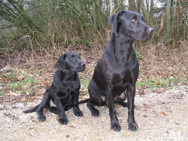 Labrador retriever Fifi Sunshine Anja Anna - Her er jeg ved siden af min mor billede 12