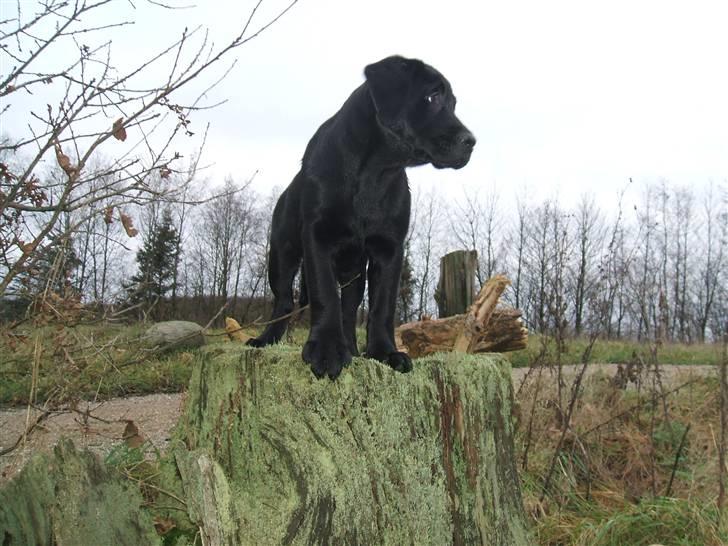Labrador retriever Fifi Sunshine Anja Anna - Hundenes dronning :) billede 13