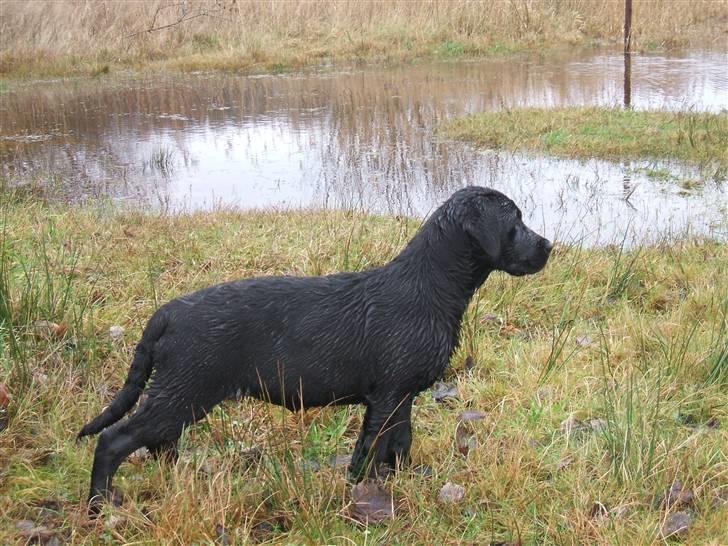 Labrador retriever Fifi Sunshine Anja Anna - Anna billede 14