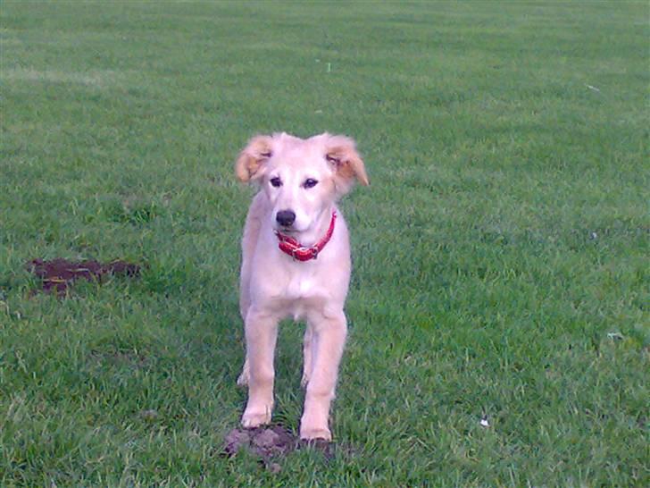 Blanding af racer Maggie billede 4