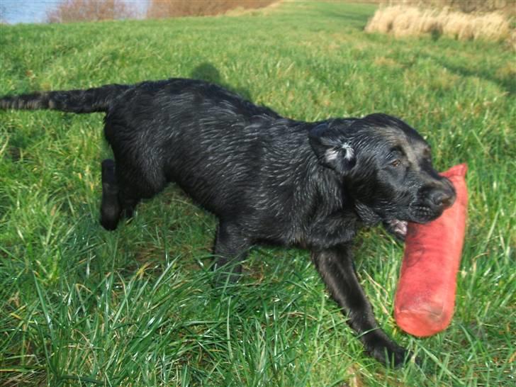 Labrador retriever Fifi Sunshine Anja Anna - Uha den er tung denne her.. billede 15