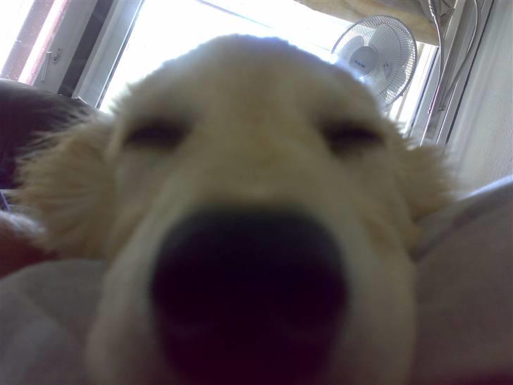 Blanding af racer Maggie billede 5