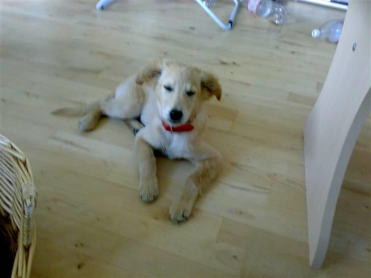 Blanding af racer Maggie billede 6