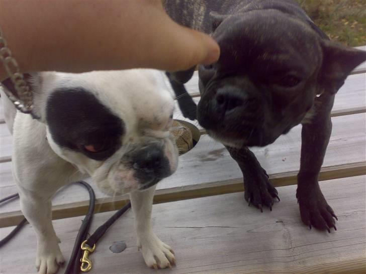 Fransk bulldog mini - mig og min kæreste joey  billede 8