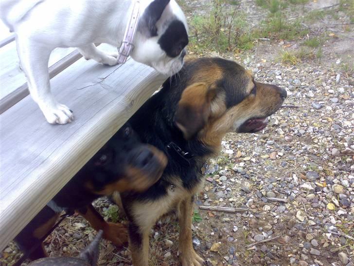 Fransk bulldog mini - lugter lige ti min bror mand billede 9