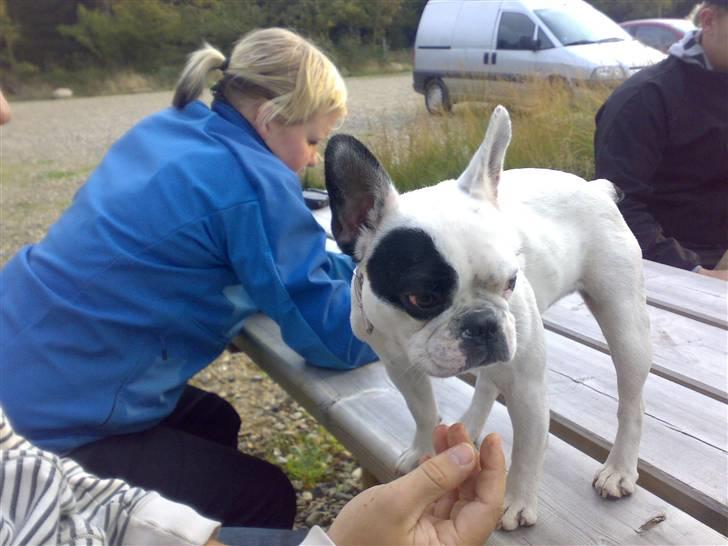 Fransk bulldog mini - på tur i skoven med mine bedste venner 6 hunde og stina min kæreste ejer smiler hende i den blå billede 10