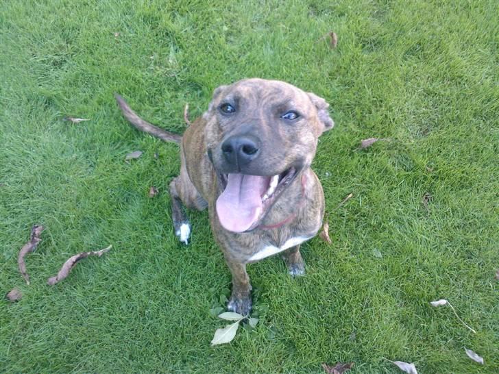 Blanding af racer Chili - Puster efter en tur rundt på Politiets træningsbane til hunde. billede 3