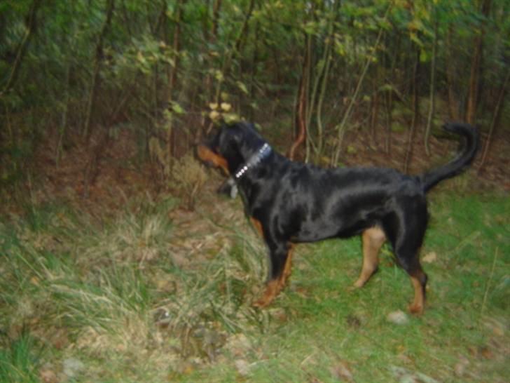 Rottweiler Laika billede 12
