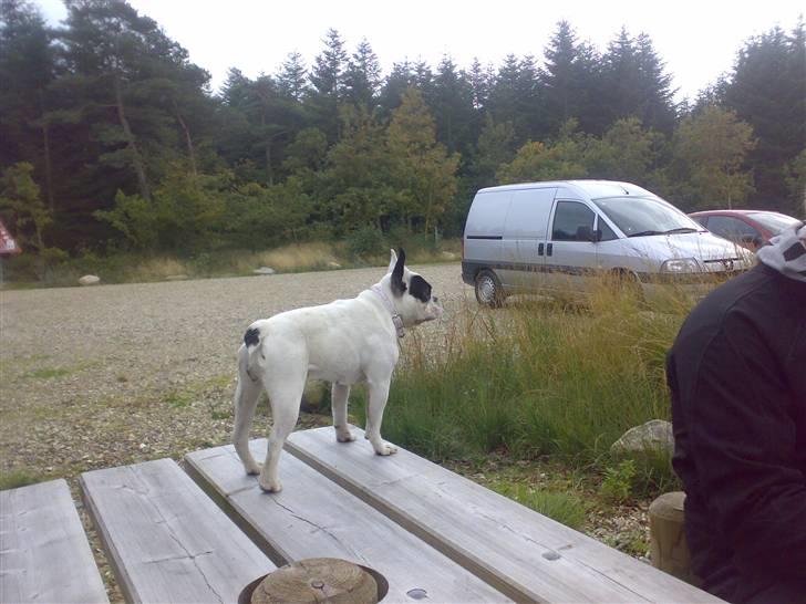 Fransk bulldog mini billede 11