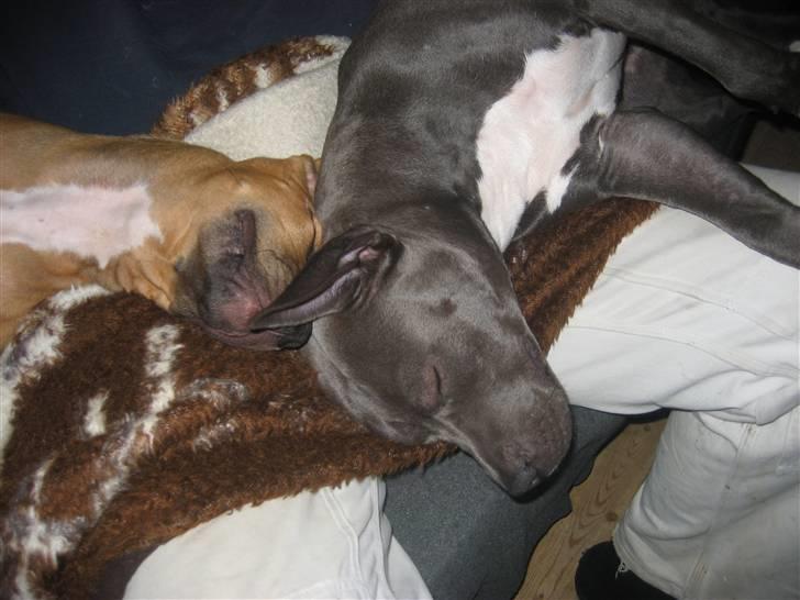 Amerikansk staffordshire terrier Freja billede 8