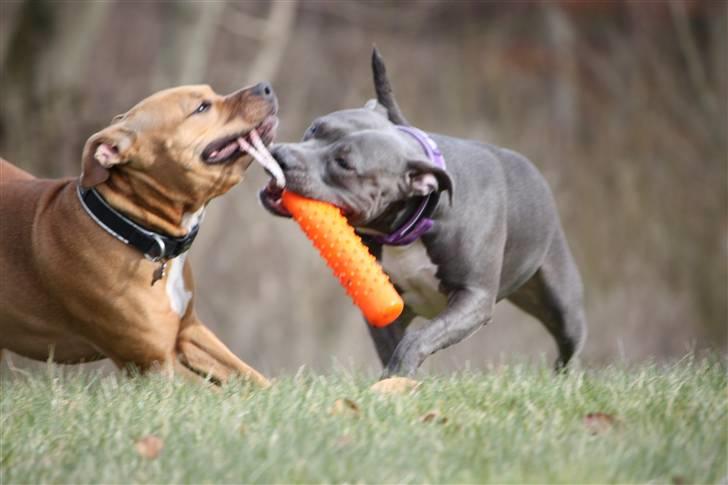 Amerikansk staffordshire terrier Freja billede 9