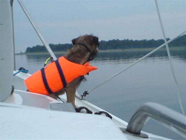 Border terrier Thilde billede 15