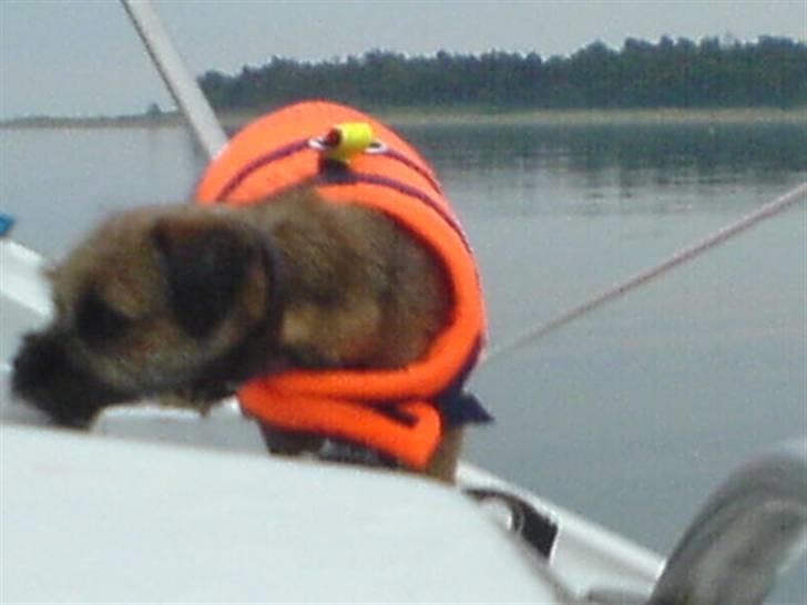 Border terrier Thilde billede 16