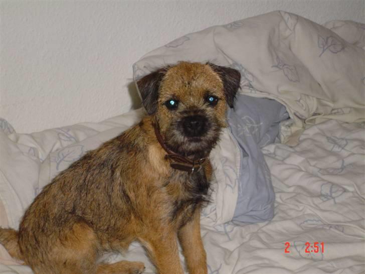 Border terrier Thilde billede 17