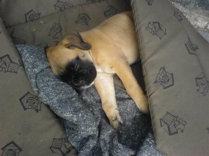 Boxer Kahlua billede 20