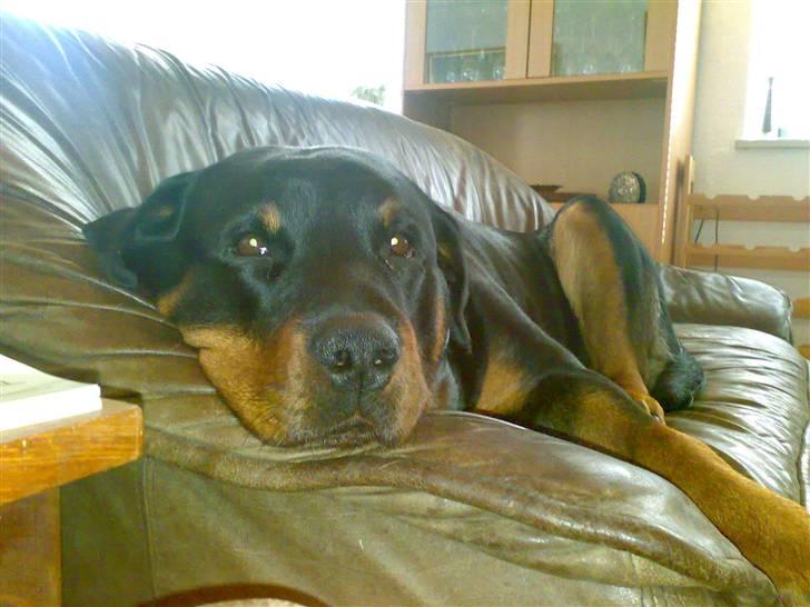 Rottweiler Kakestto's Cheetah *RIP* - Træt hund på sofaen :) billede 8