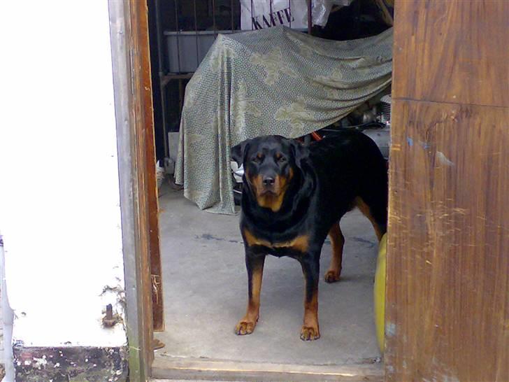 Rottweiler Kakestto's Cheetah *RIP* - SURPRISE! billede 9