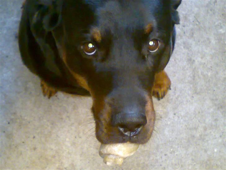 Rottweiler Kakestto's Cheetah *RIP* - Snak om hundeøjne? :) billede 10