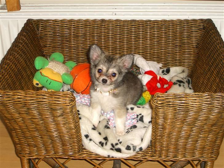 Chihuahua * NOAH * - Noah 10 uger  billede 6