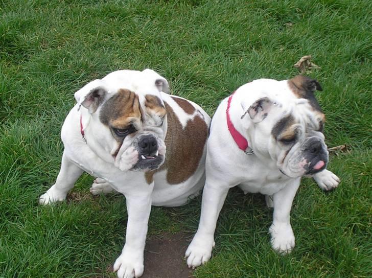 Engelsk bulldog safina billede 13