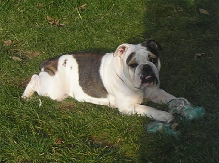 Engelsk bulldog safina billede 14