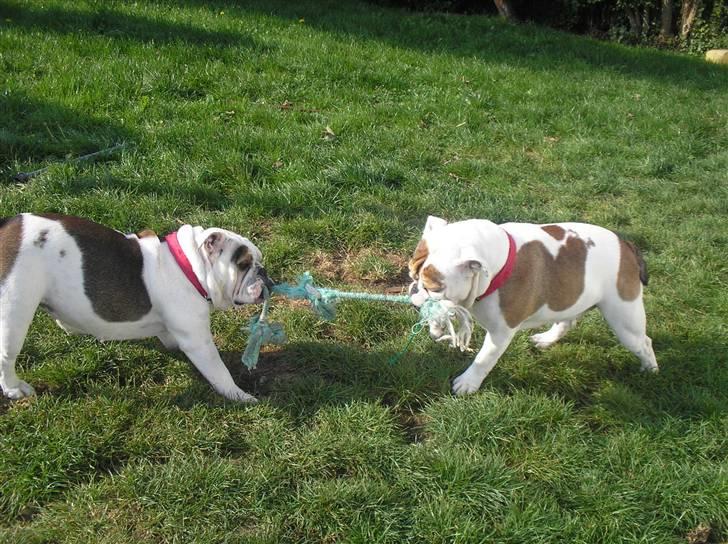 Engelsk bulldog safina billede 15