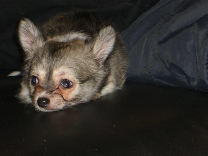 Chihuahua * NOAH * billede 7