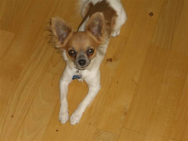 Chihuahua Chiqo billede 12